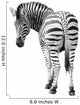 Zoo Single Burchell Zebra