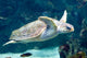 Up Turtle Swimming Underwater