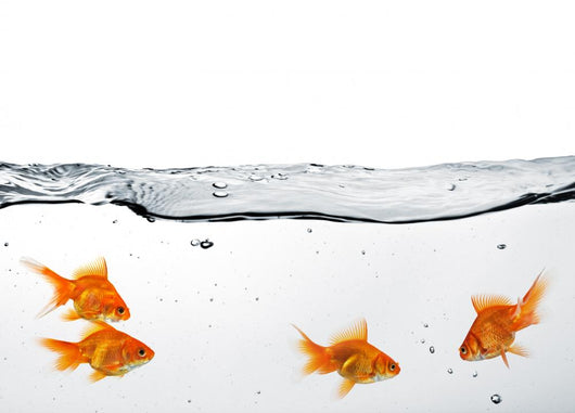 Group Goldfish