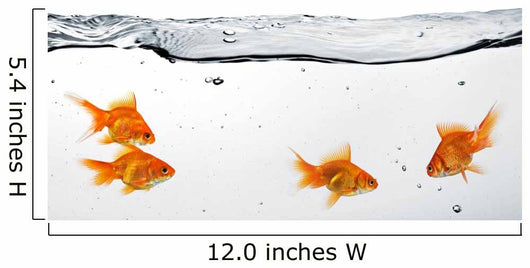Group Goldfish
