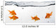 Group Goldfish