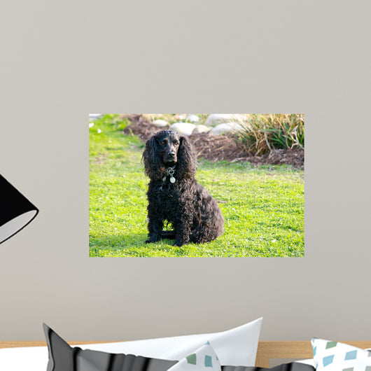 Cocker Spaniel Wall Mural