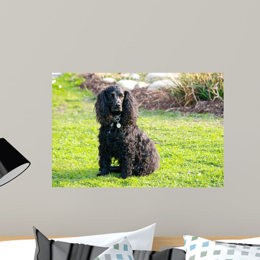 Cocker Spaniel Wall Mural