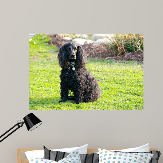 Cocker Spaniel Wall Mural