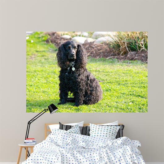 Cocker Spaniel Wall Mural
