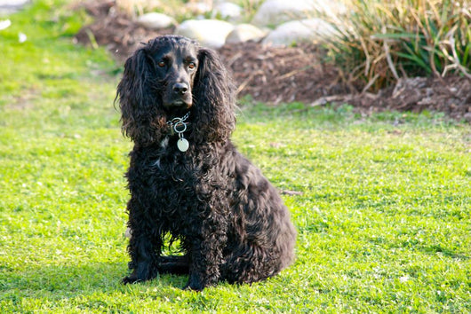 Cocker Spaniel Wall Mural