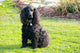 Cocker Spaniel Wall Mural