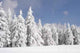 Sapins Croulant Sous La Wall Decal