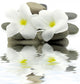 mineral water zen white floral decoration Wall Decal