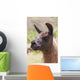 Llama Wall Mural