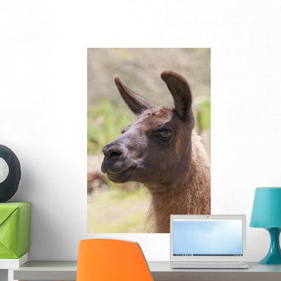 Llama Wall Mural shown on a wall