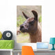 Llama Wall Mural