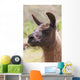 Llama Wall Mural