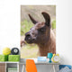 Llama Wall Mural