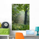 Trees In The Woods In The Early Morning Fog Wall Mural