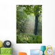 Trees In The Woods In The Early Morning Fog Wall Mural