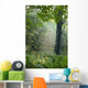 Trees In The Woods In The Early Morning Fog Wall Mural