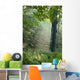 Trees In The Woods In The Early Morning Fog Wall Mural