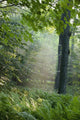 Trees In The Woods In The Early Morning Fog Wall Mural