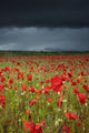An Abundance Of Poppies In A Field Under A Stormy Sky Wall Mural
