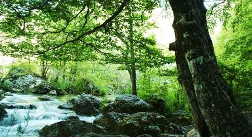 Forest River Wall Decal