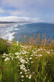 Wildflowers Along Yaquina Head Wall Mural