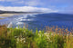 Wildflowers Along Yaquina Head Wall Mural