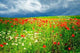 Wonderful Meadow Summer Wall Decal