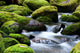 mossy river rocks Wall Mural