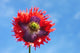 A Colorful Flower With Red And Purple Petals Against A Blue Sky Wall Mural