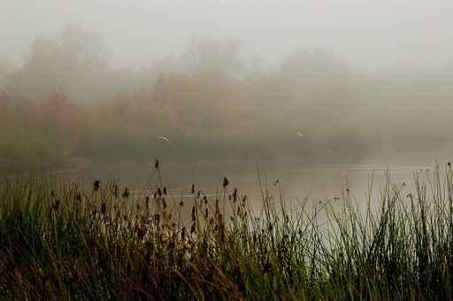 Misty Pond Wall Decal