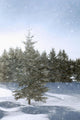 Snowy Flurries Falling In The Sunshine Wall Mural