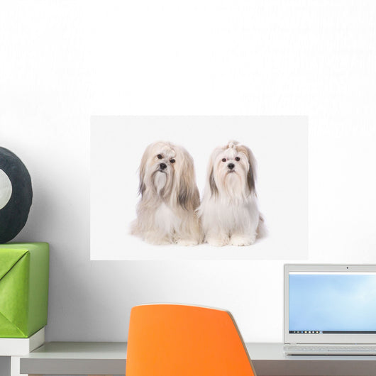 Two White Lhasa Apso Puppies Wall Mural