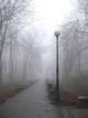 park lane in the fog Wall Mural