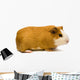 Guinea Pig Wall Decal