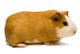 Guinea Pig Wall Decal