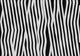 zebra fell fur Wall Mural
