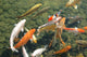 Koi Fish Wall Mural