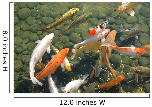 Koi Fish Wall Mural