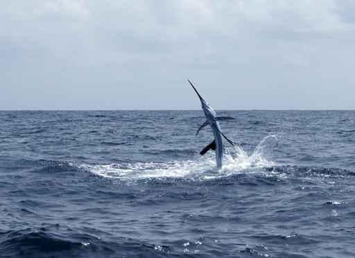 Sailfish Saltwater Sport Fishing Wall Decal