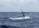 Sailfish Saltwater Sport Fishing Wall Decal