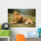 Beautiful Lion Wild Male Animal Portrait Wall Mural