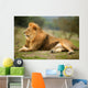 Beautiful Lion Wild Male Animal Portrait Wall Mural