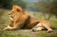 Beautiful Lion Wild Male Animal Portrait Wall Mural