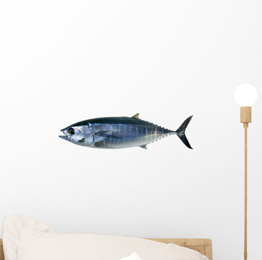 Bluefin Tuna White Thunnus
