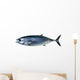 Bluefin Tuna White Thunnus