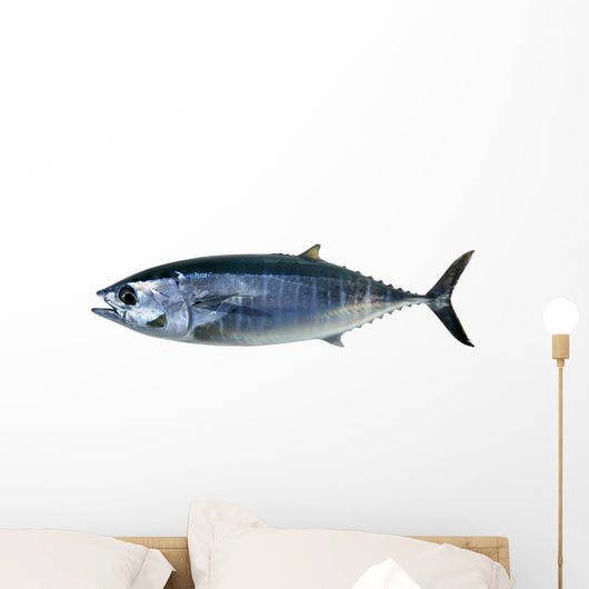 Bluefin Tuna White Thunnus