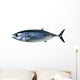 Bluefin Tuna White Thunnus