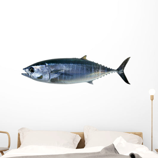 Bluefin Tuna White Thunnus