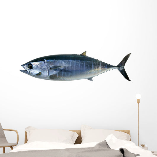 Bluefin Tuna White Thunnus